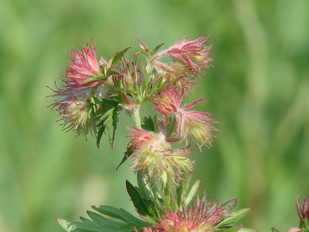 Изображение особи Geranium pratense.