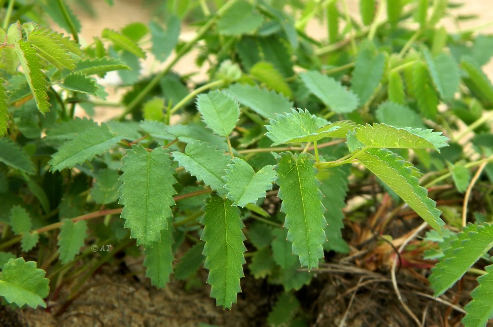 Image of Sanguisorba officinalis specimen.