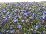 Anchusa pusilla