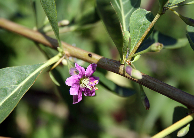 Изображение особи Lycium barbarum.