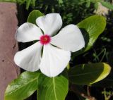 Catharanthus roseus. Цветок и листья. Египет, окр. г. Хургада, территория отеля, в культуре. 18.11.2011.