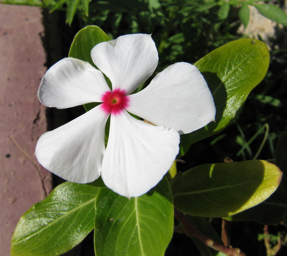 Image of Catharanthus roseus specimen.