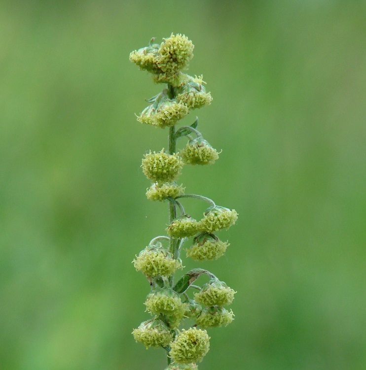 Image of Artemisia tanacetifolia specimen.