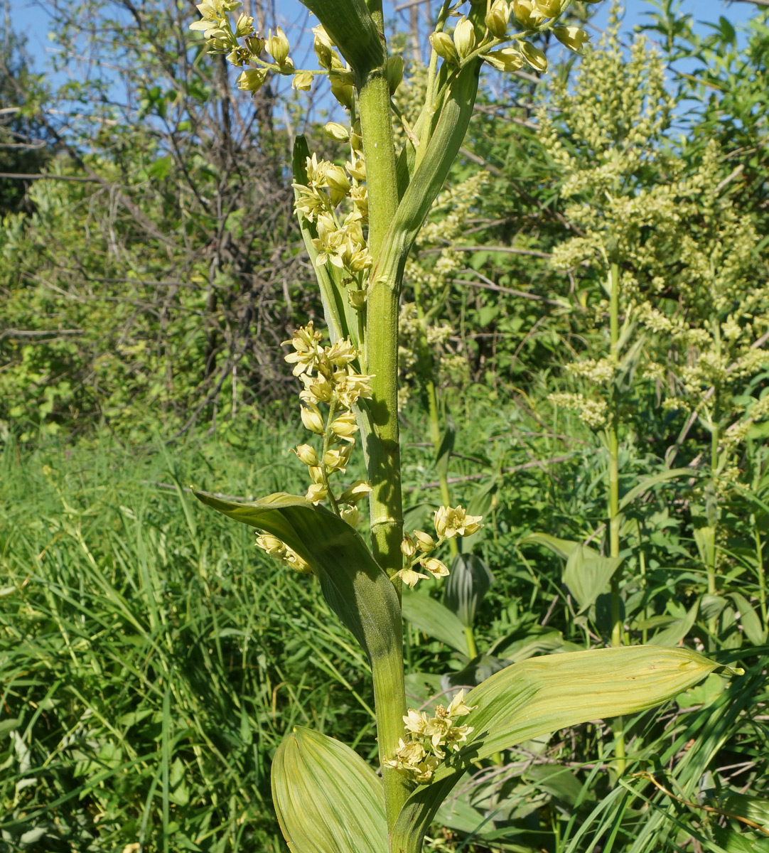 Изображение особи Veratrum lobelianum.