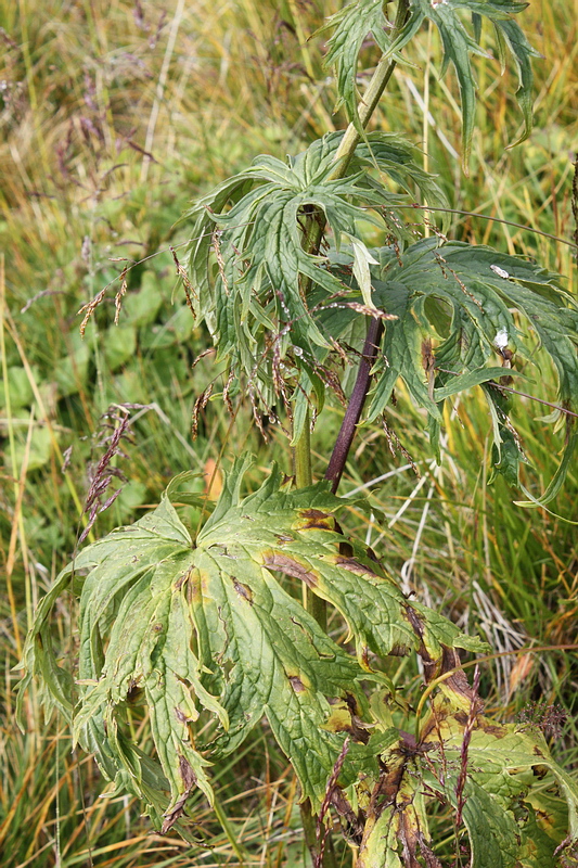 Изображение особи Aconitum leucostomum.