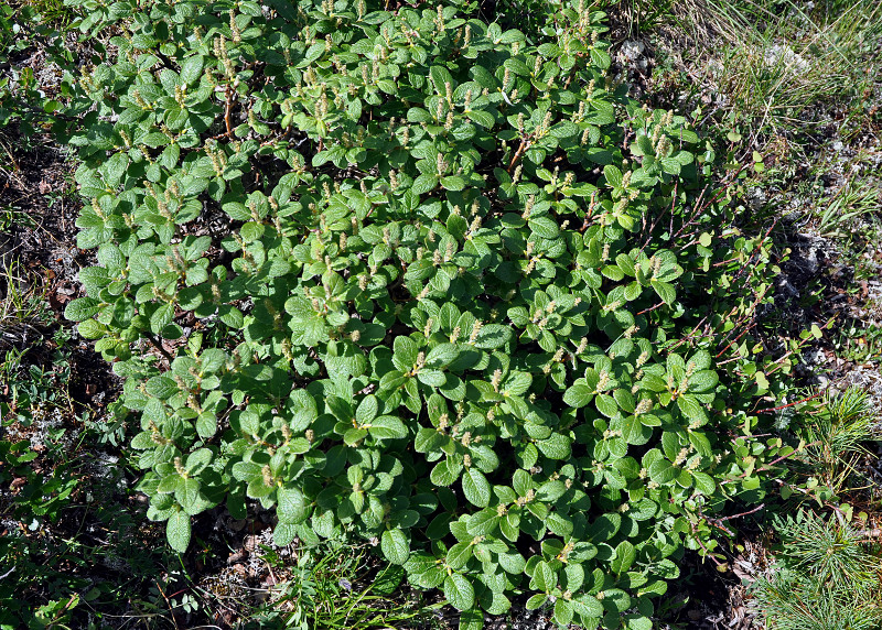 Image of Salix vestita specimen.