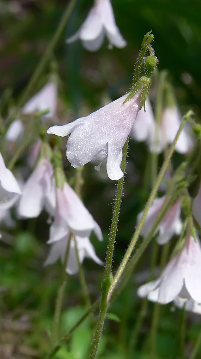 Image of Linnaea borealis specimen.