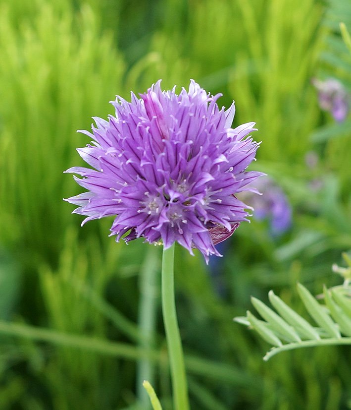 Image of Allium schoenoprasum specimen.