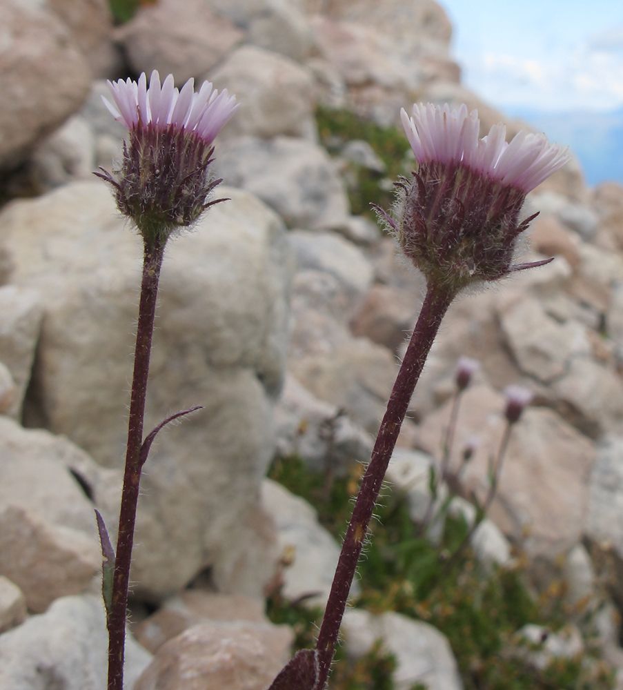 Image of Erigeron uniflorus specimen.