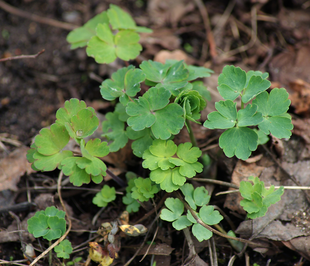 Image of genus Aquilegia specimen.