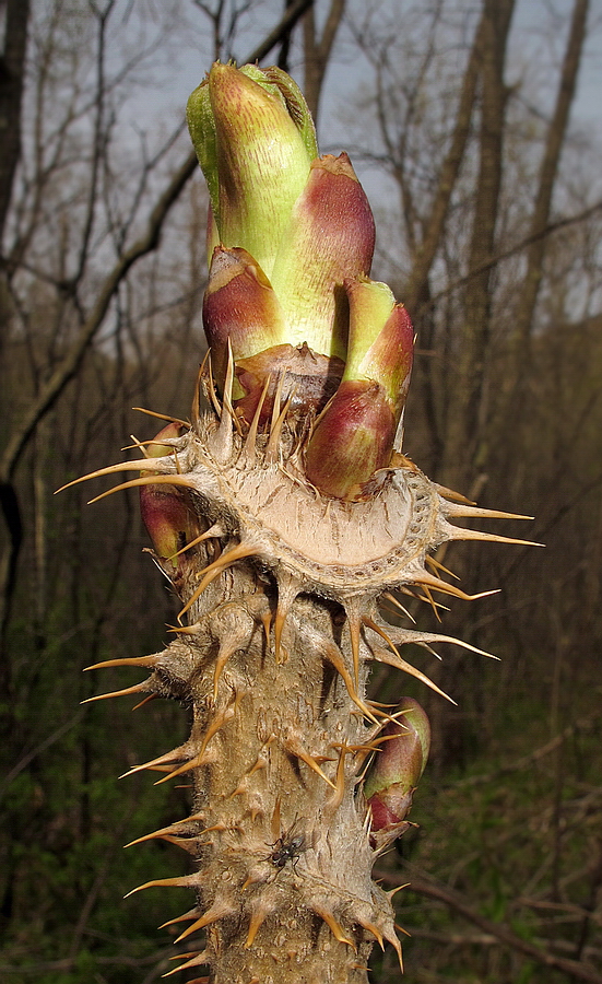 Image of Aralia elata specimen.