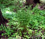 Dryopteris carthusiana. Молодое растение. Московская обл., Раменский р-н, окр. ж.-д. платформы Хрипань, смешанный лес у ЛЭП. 23.05.2016.