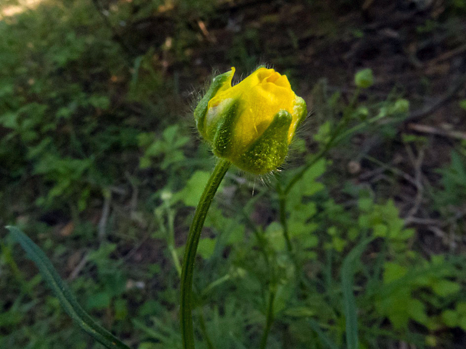 Image of Ranunculus polyanthemos specimen.