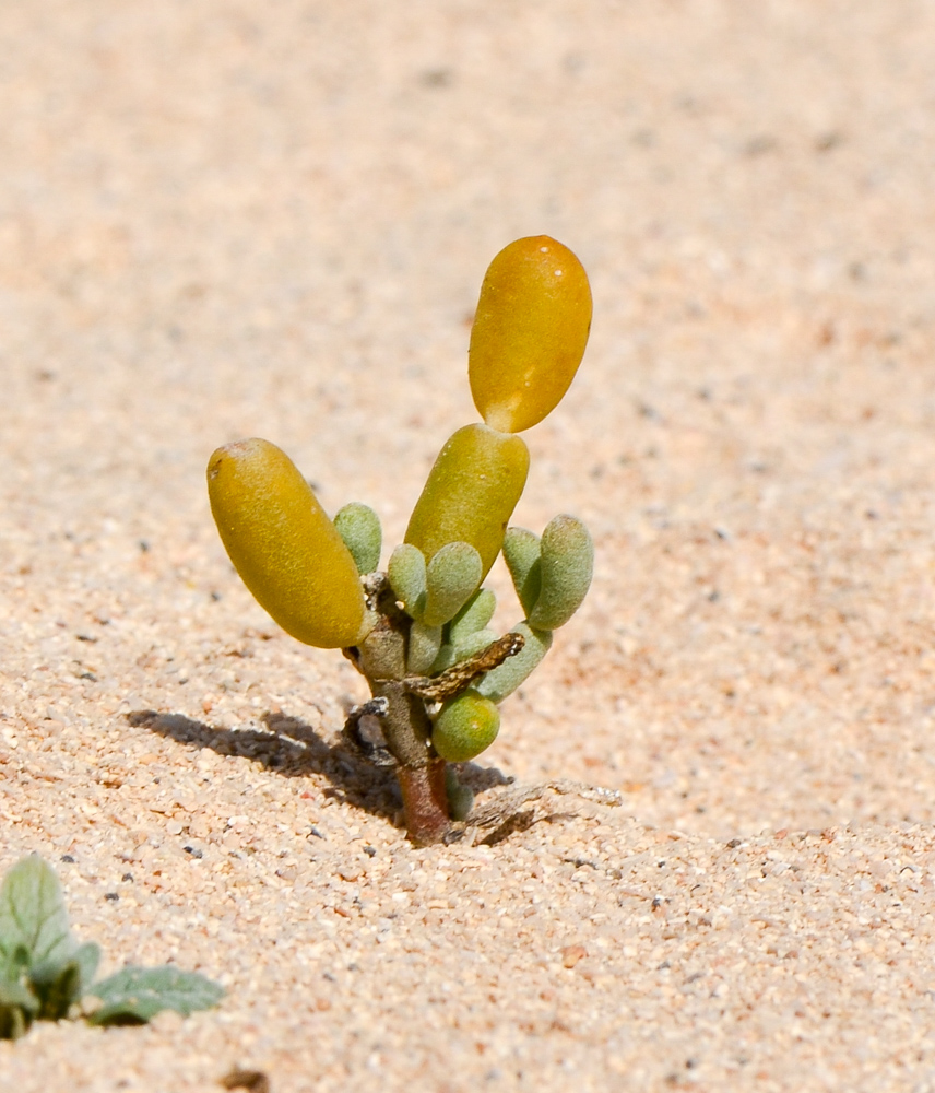 Изображение особи Tetraena fontanesii.