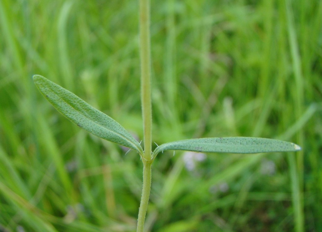 Image of Thymus marschallianus specimen.