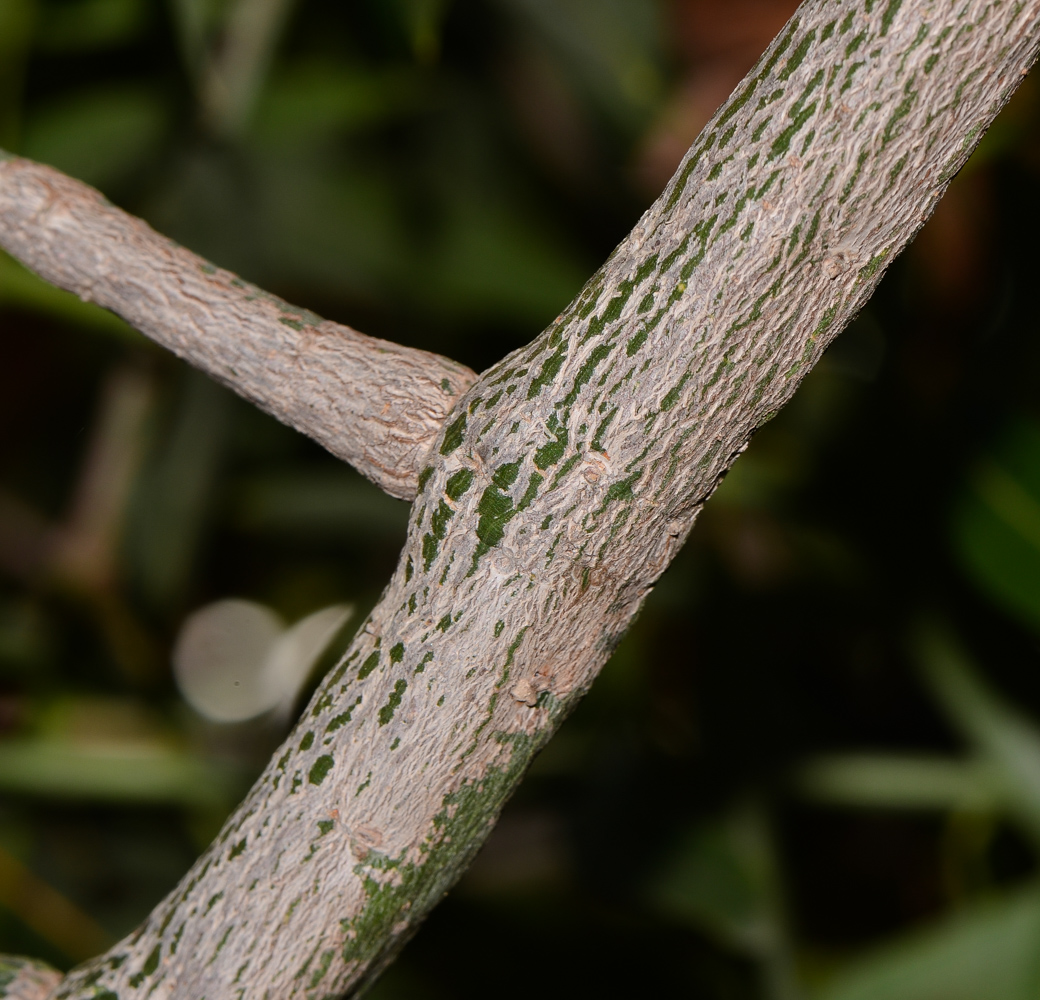 Изображение особи Brachychiton rupestris.