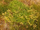 Alchemilla alpina