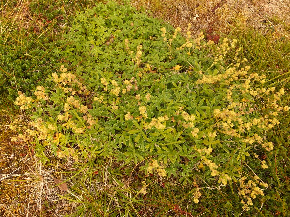 Image of Alchemilla alpina specimen.