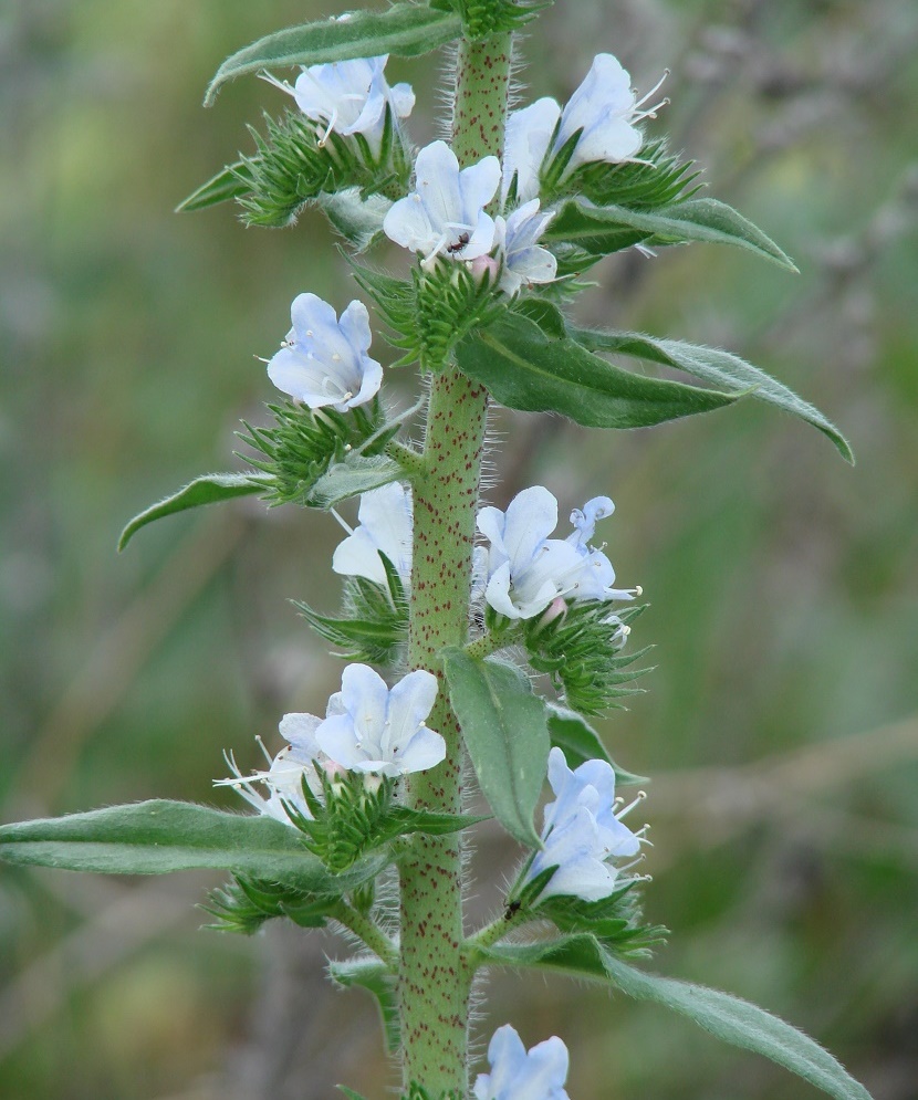 Image of Echium vulgare specimen.