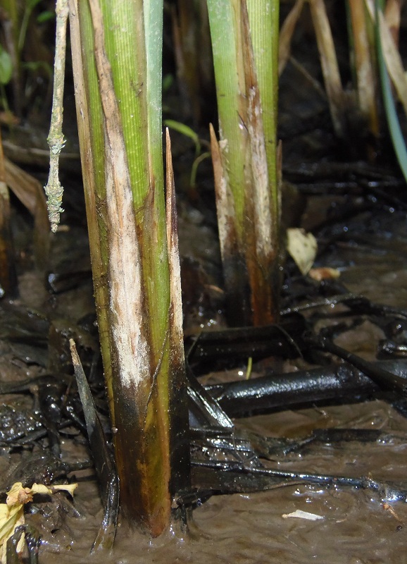 Image of Carex riparia specimen.