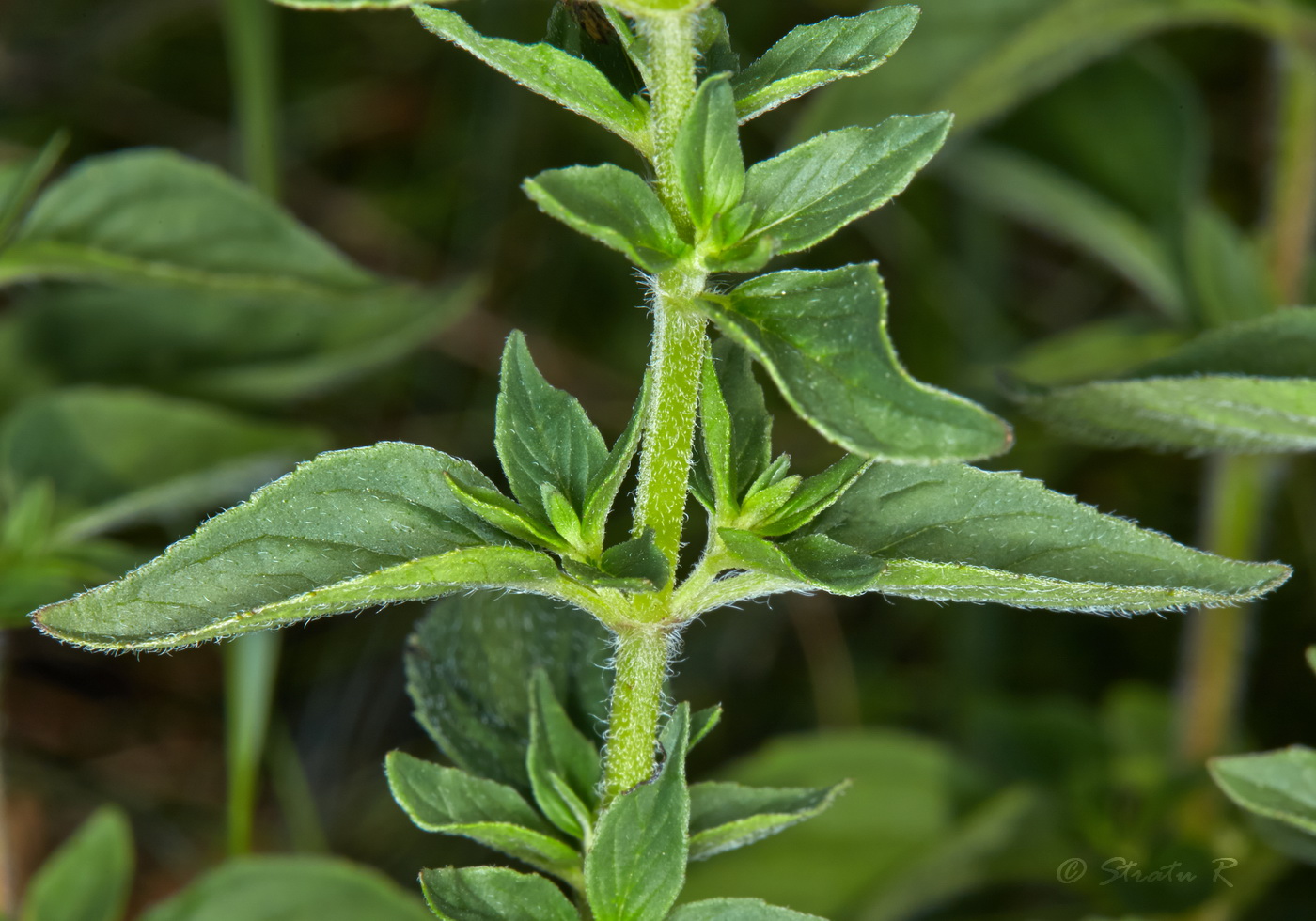 Изображение особи Origanum vulgare.