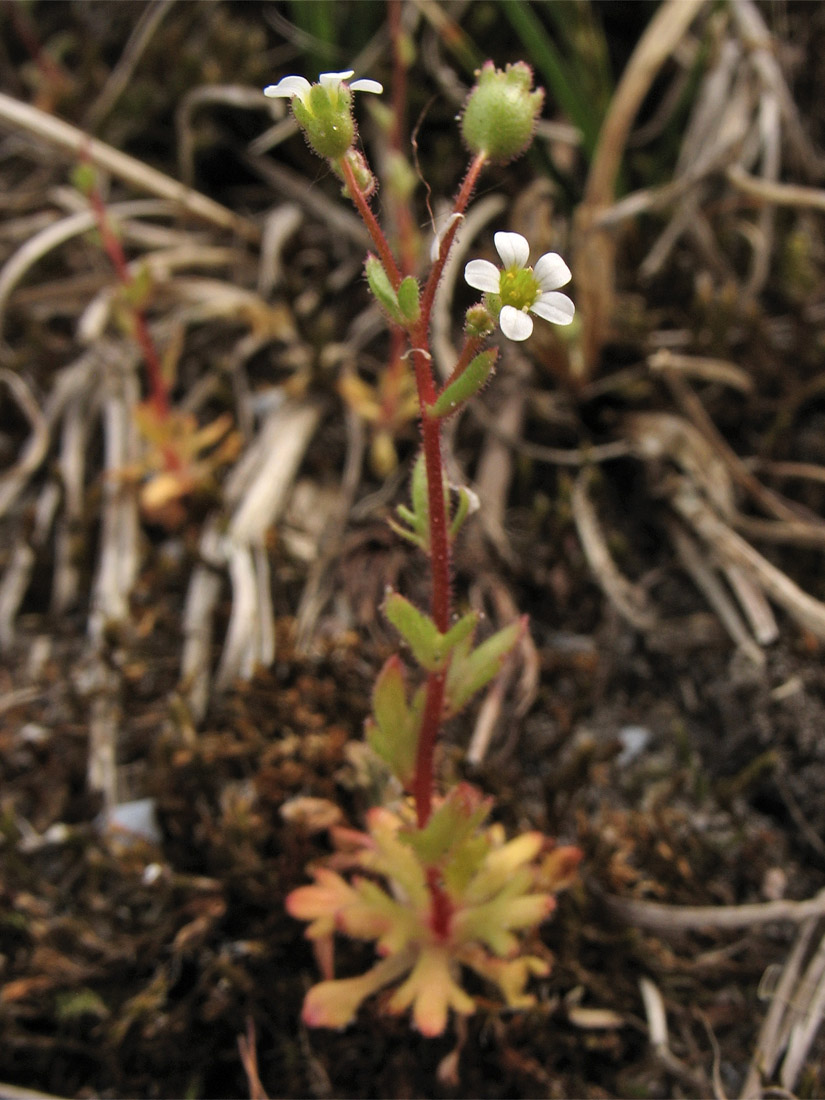 Image of Saxifraga tridactylites specimen.