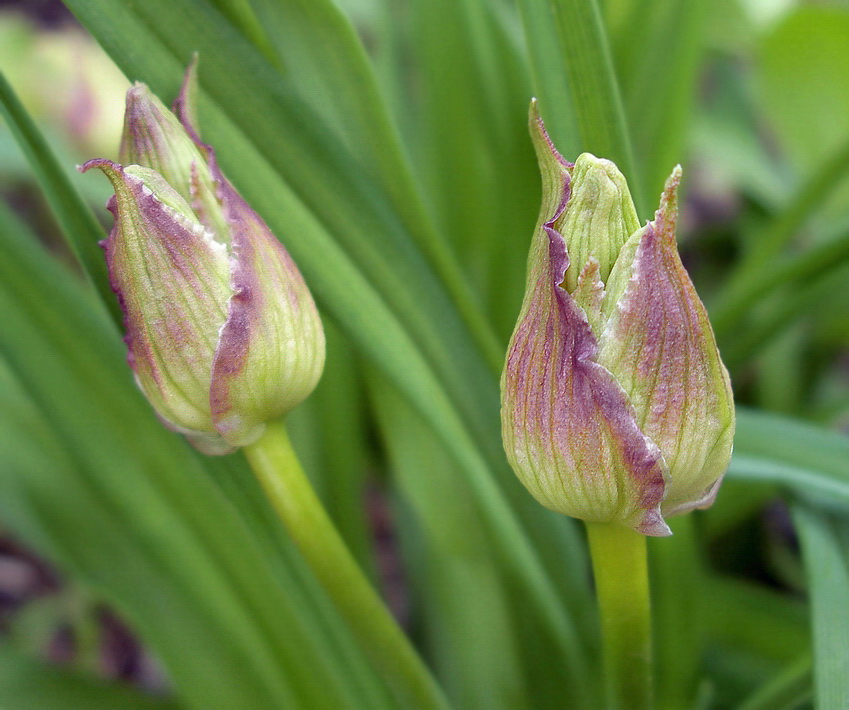 Изображение особи Hemerocallis middendorffii.