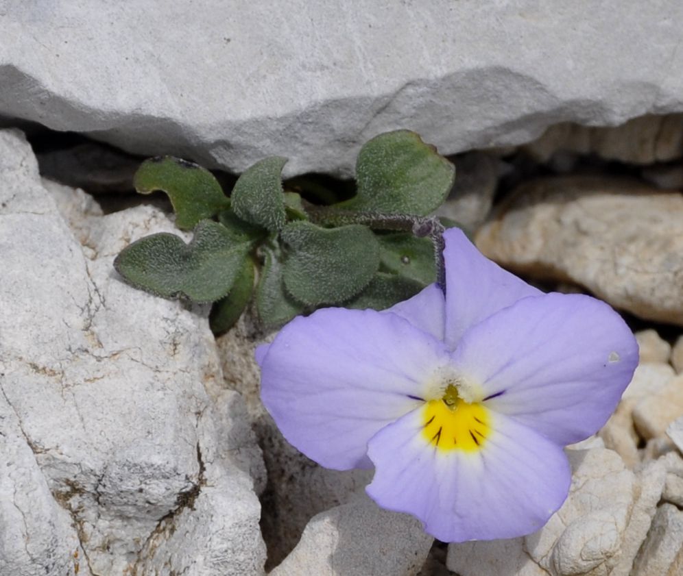 Image of Viola striis-notata specimen.