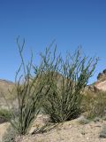 Fouquieria splendens. Вегетирующие растения. США, Калифорния, Joshua Tree National Park, пустыня Колорадо. 01.03.2017.