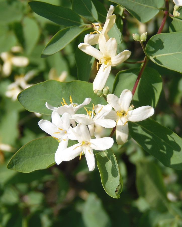 Image of Lonicera tatarica specimen.