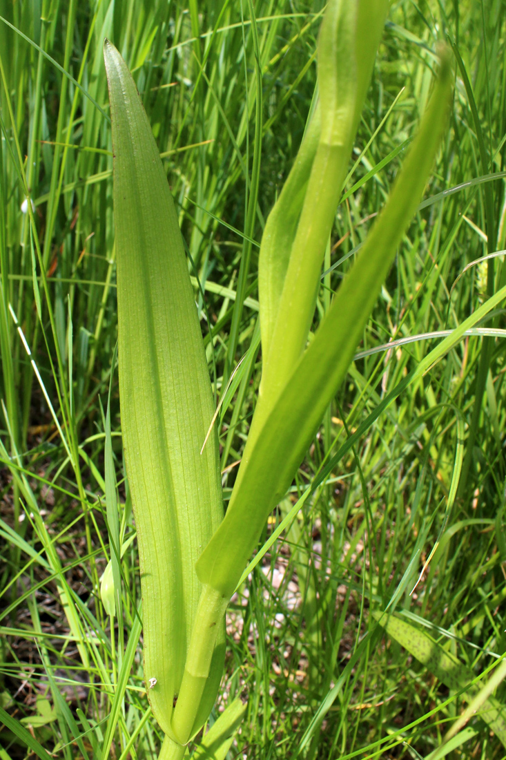 Image of Dactylorhiza incarnata specimen.