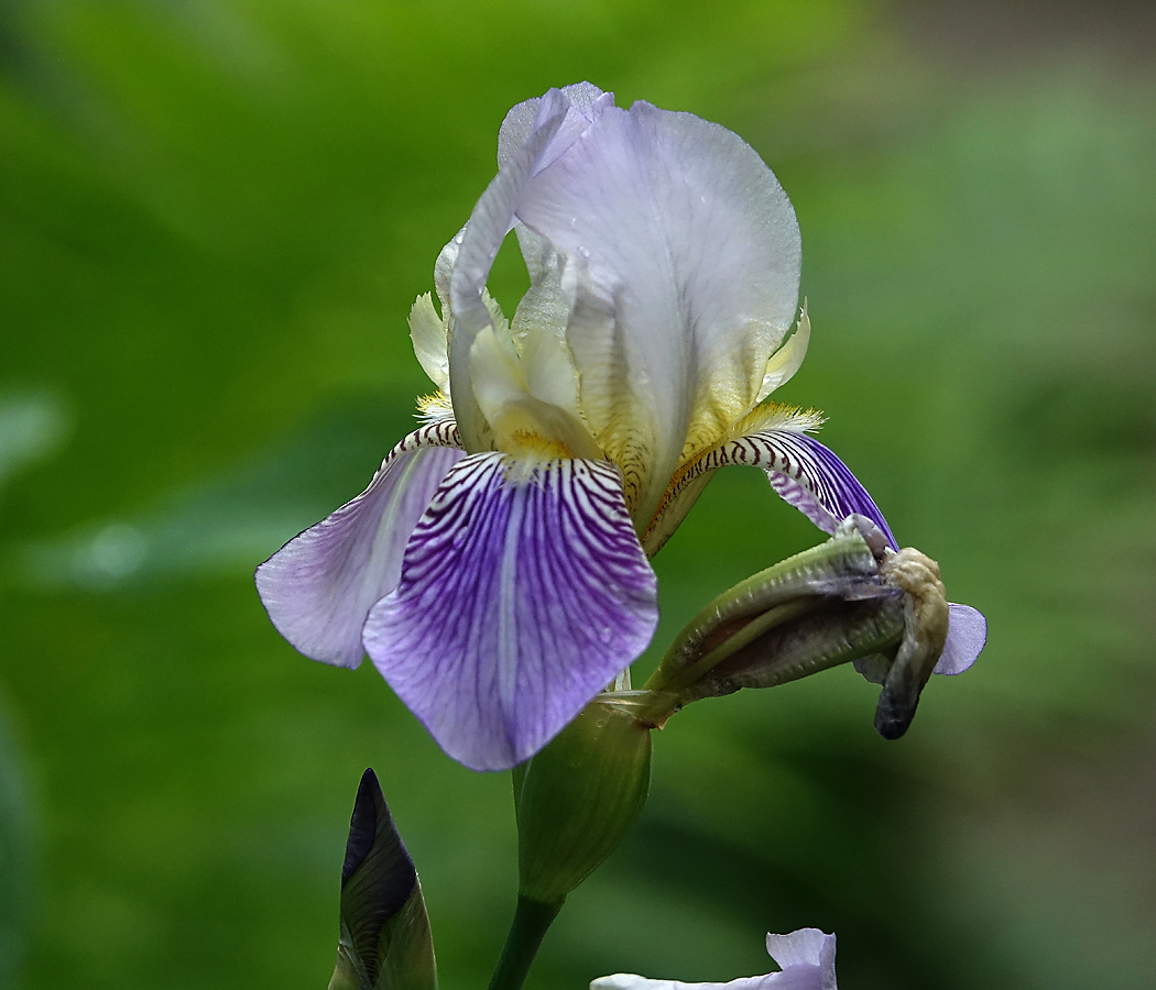 Изображение особи Iris squalens.