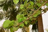 Coccoloba uvifera. Верхушка ветви цветущего дерева. Израиль, впадина Мёртвого моря, киббуц Эйн-Геди. 26.04.2017.
