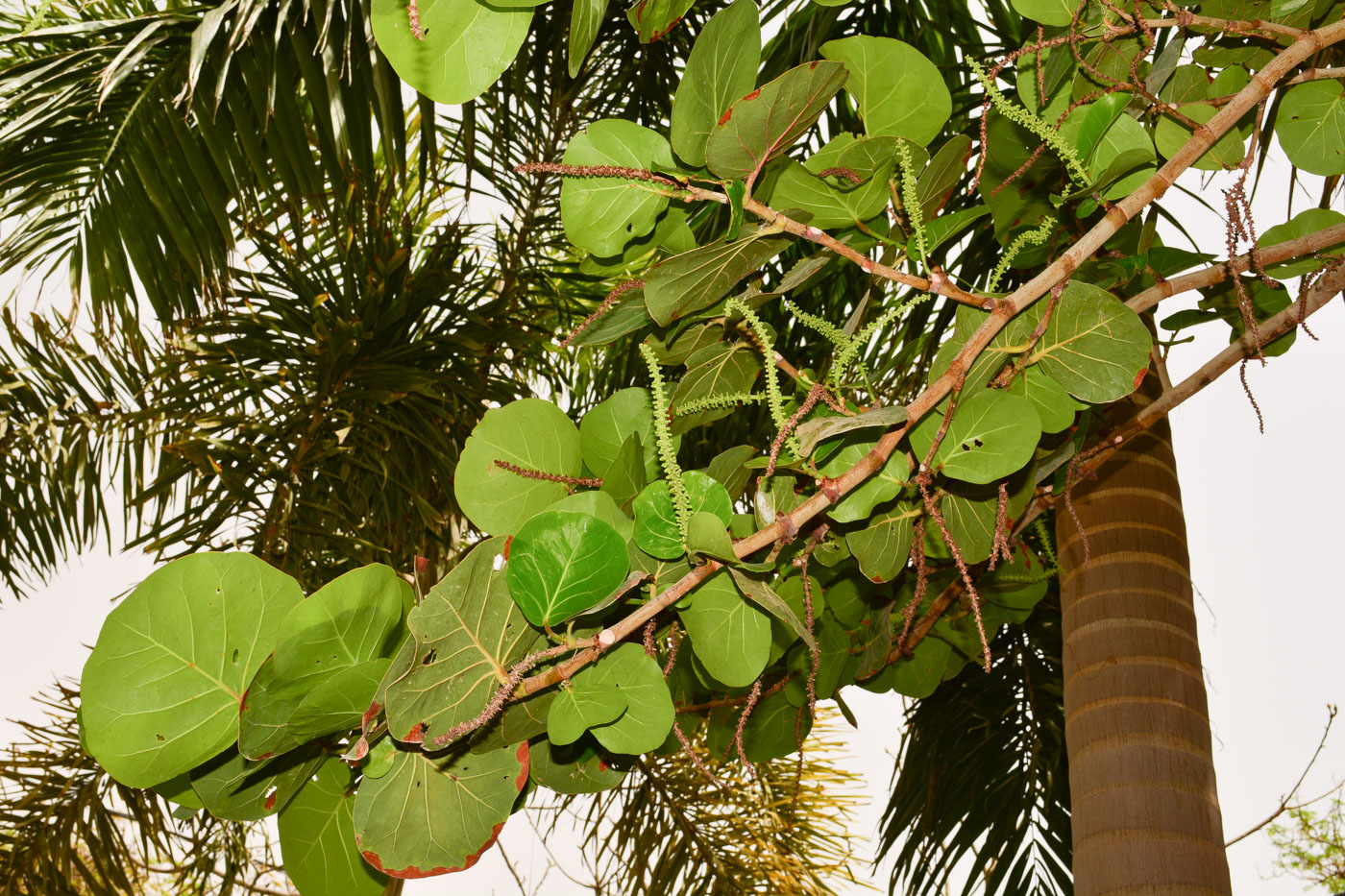 Image of Coccoloba uvifera specimen.