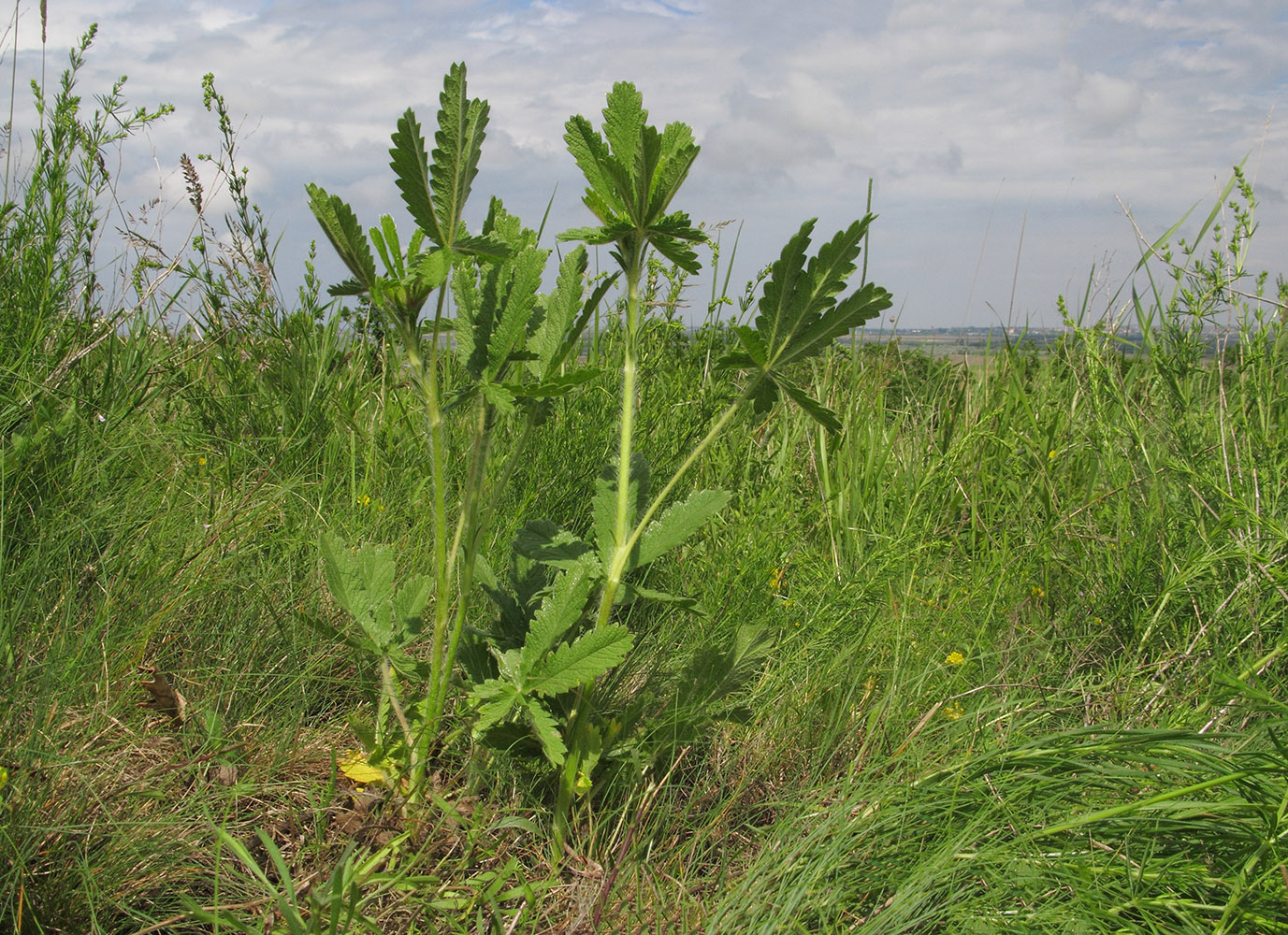 Image of genus Potentilla specimen.