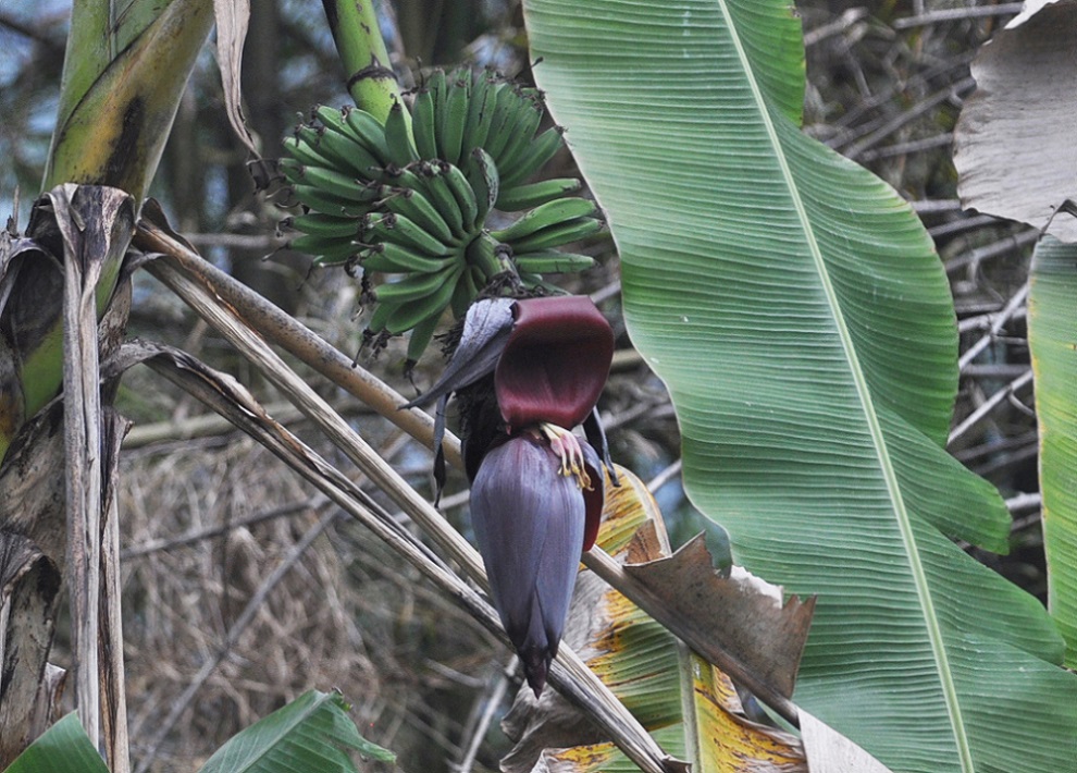 Image of genus Musa specimen.