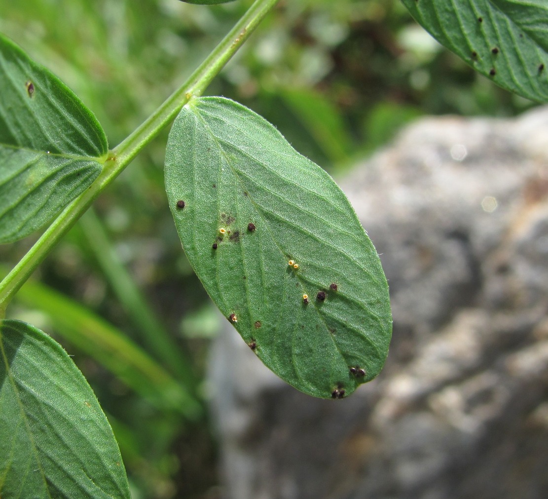 Изображение особи Hedysarum caucasicum.