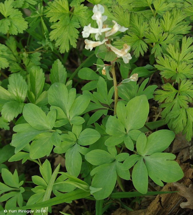 Изображение особи Corydalis marschalliana.