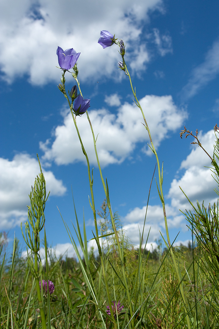 Image of Campanula persicifolia specimen.