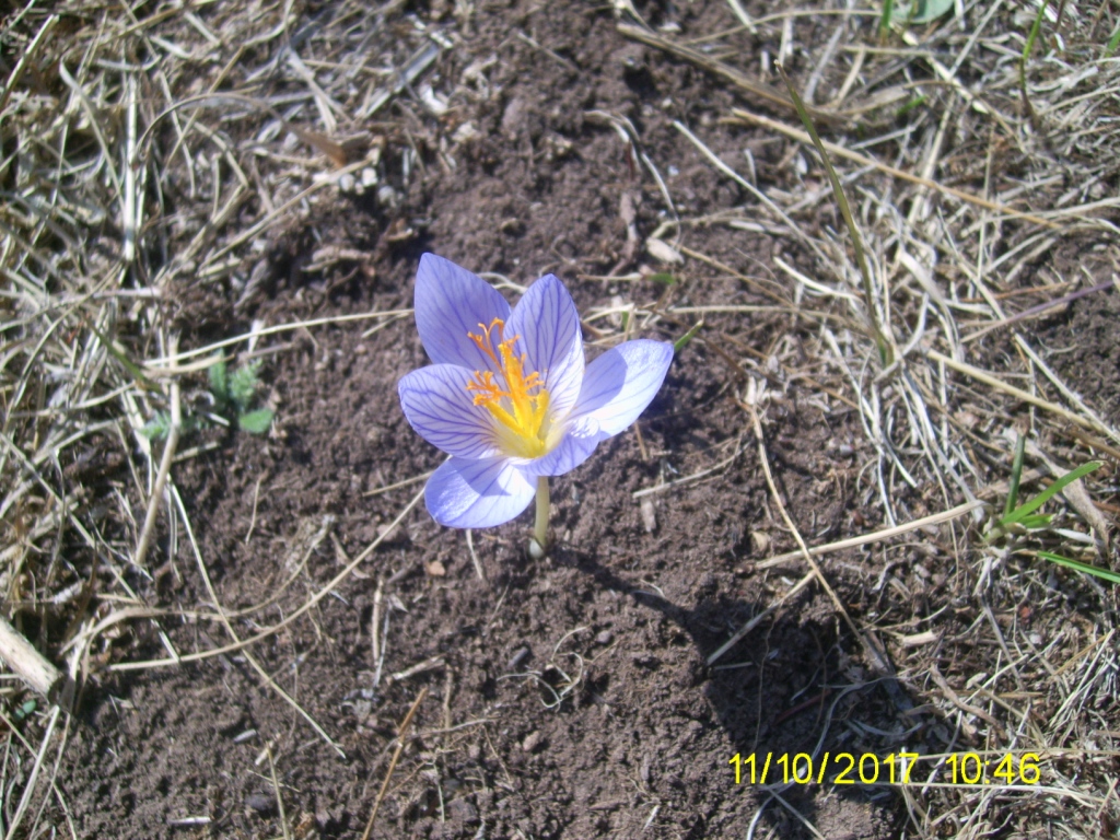 Изображение особи Crocus speciosus.