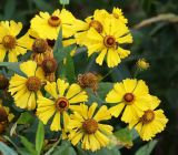 Helenium autumnale