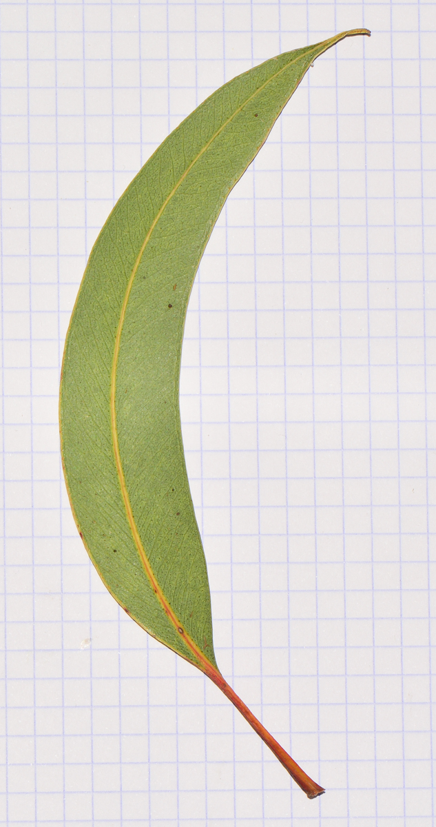 Image of Eucalyptus erythrocorys specimen.