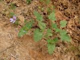 Erodium oxyrhynchum