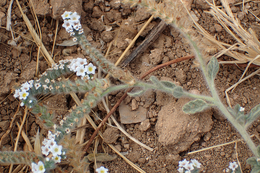 Image of Heliotropium hirsutissimum specimen.