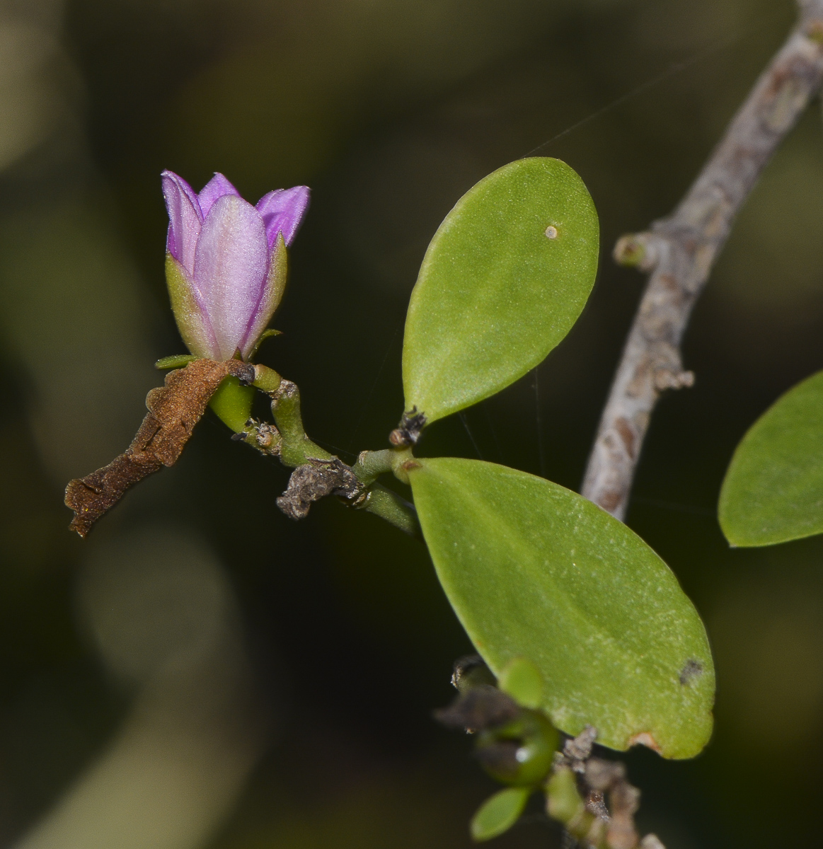 Image of genus Pereskia specimen.