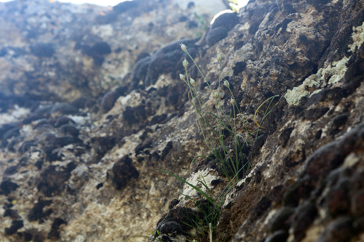 Image of Gagea calantha specimen.