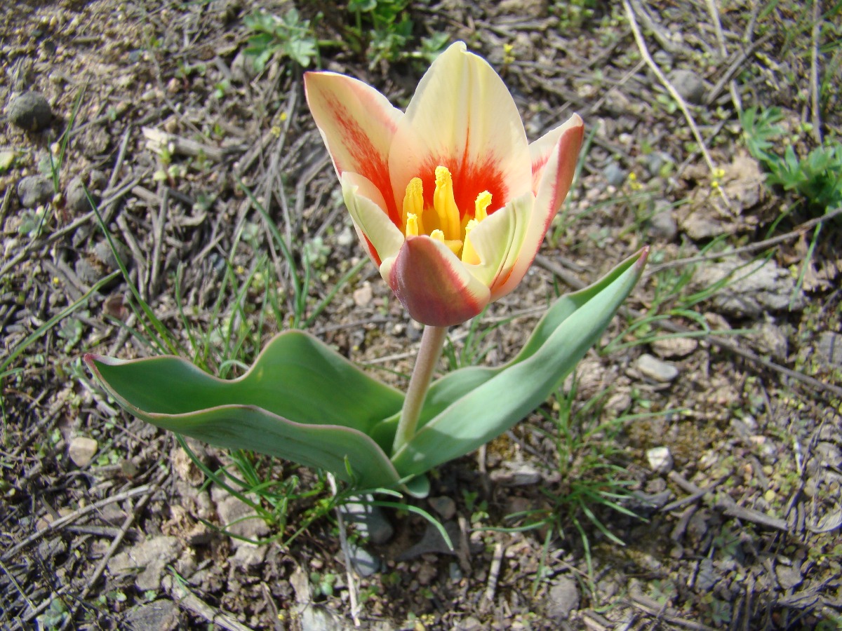 Image of Tulipa kaufmanniana specimen.