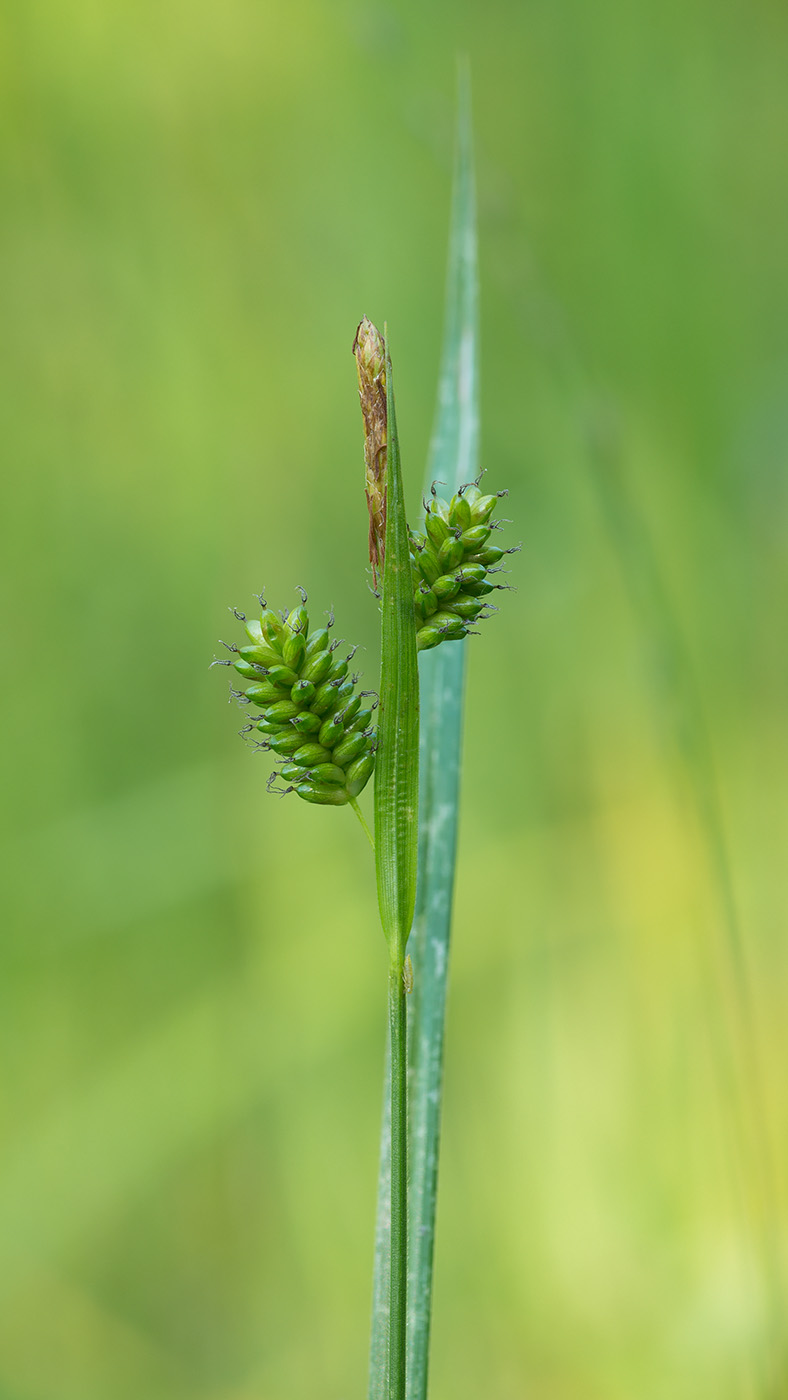 Image of Carex pallescens specimen.