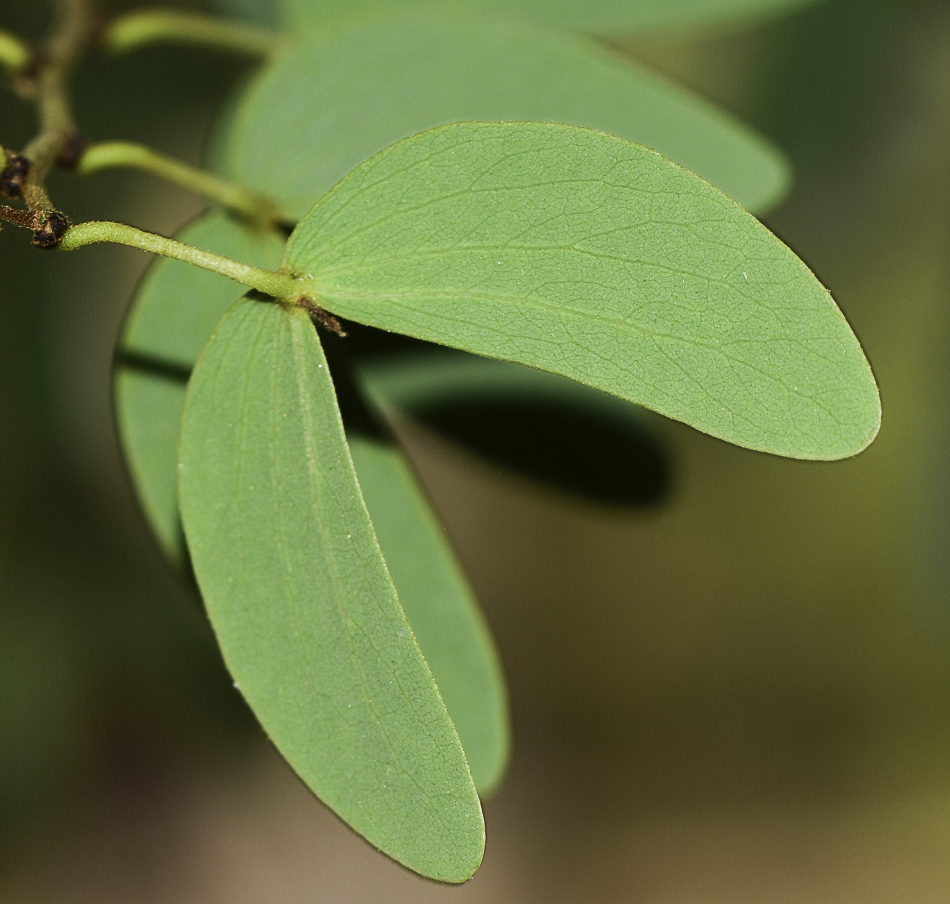 Изображение особи Lysiphyllum gilvum.