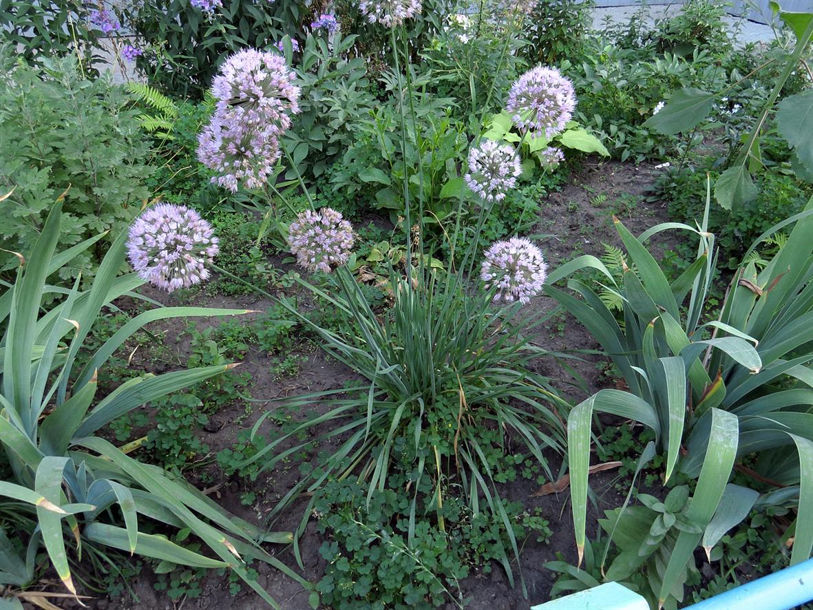 Image of genus Allium specimen.